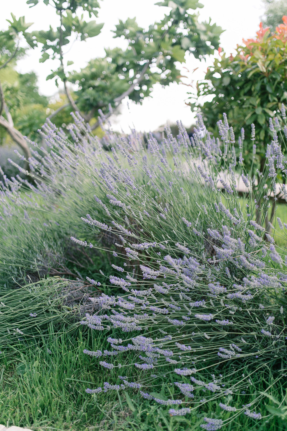 Destination wedding in Camargue Provence