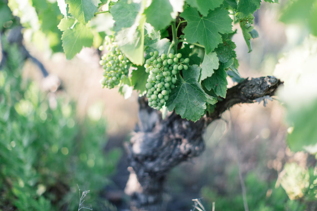 An Intimate Provence Destination Wedding at Domaine Sainte Colombe